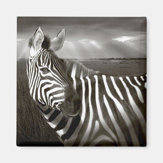 ケニア。ゼブラとプレーンの白黒。 マグネット (正面)