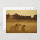 ケニア:トゥルカナ湖国立公園はハイエナスを発見 ポストカード (正面/裏面)