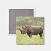 ケニア、ナイロビ国立公園。クロサイ マグネット (正面/裏面)