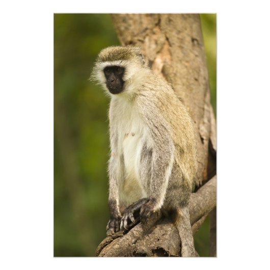 ケニア、ナクル湖国立公園。 vervet フォトプリント (正面)