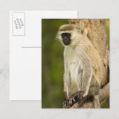 ケニア、ナクル湖国立公園。 Vervet ポストカード (正面/裏面)