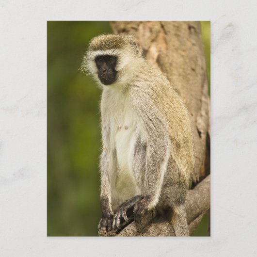 ケニア、ナクル湖国立公園。 Vervet ポストカード (正面)