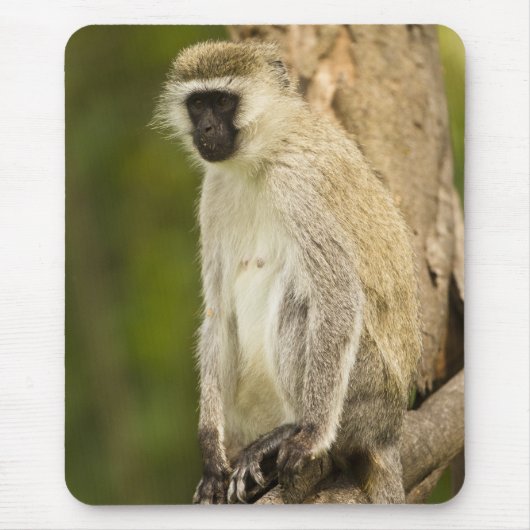 ケニア、ナクル湖国立公園。 Vervet マウスパッド (正面)