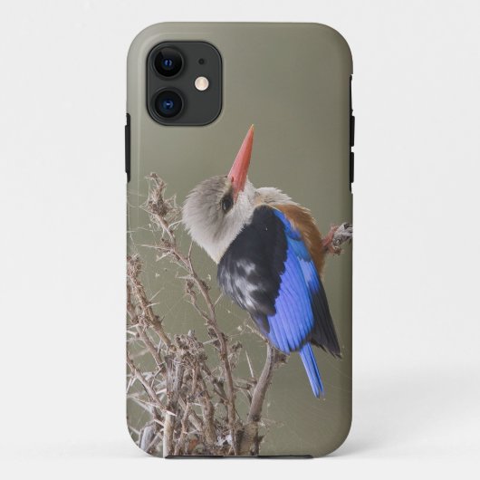ケニア ハイイロカワセミのクローズアップ Case-Mate iPhoneケース (裏面)
