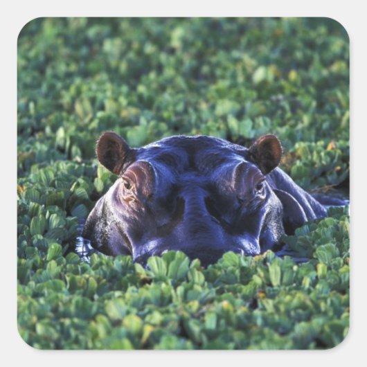 ケニア、マサイマラ国立保護区。 スクエアシール (正面)