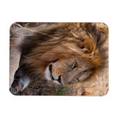 ケニア マサイマラ国立保護区 ライオン マグネット (横)