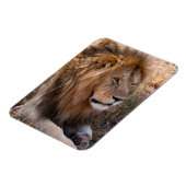 ケニア マサイマラ国立保護区 ライオン マグネット (左側)