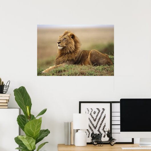 ケニア、マサイマラ。シロアリの雄ライオン ポスター (ホームオフィス)