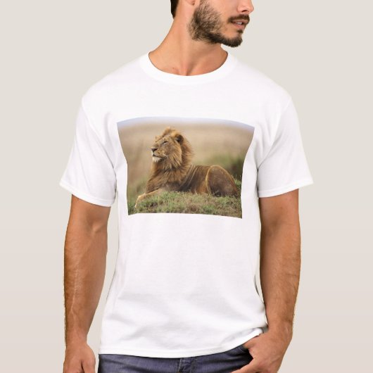 ケニア、マサイマラ | ライオンの雄 Tシャツ (正面)