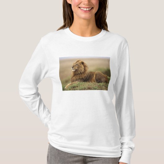 ケニア、マサイマラ | ライオンの雄 Tシャツ (正面)