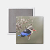 ケニア。白髪交じりのカワセミの密集記事 マグネット (正面/裏面)