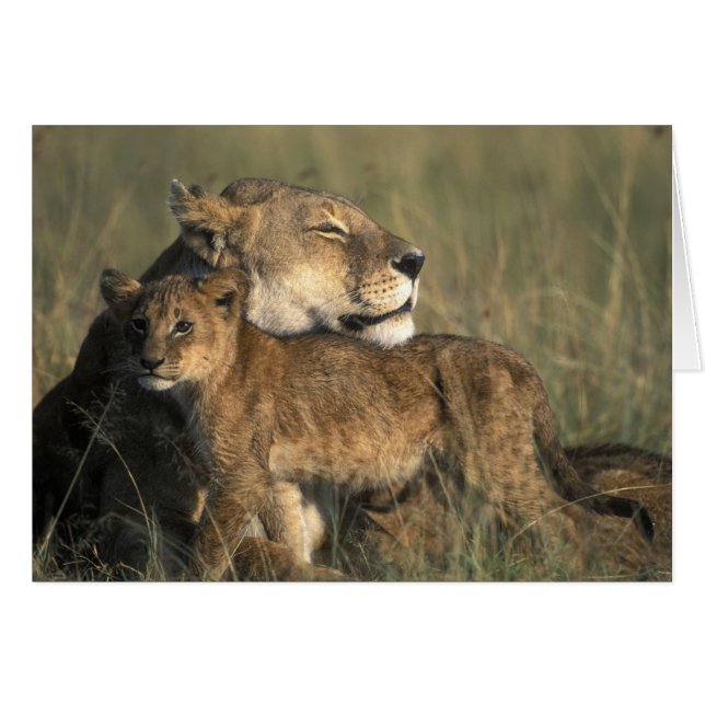 ケニア、Masai Mara Game Reserve、Lioness (正面横)