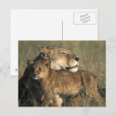 ケニア、Masai Mara Game Reserve、Lioness ポストカード (正面/裏面)