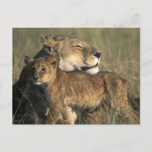 ケニア、Masai Mara Game Reserve、Lioness ポストカード (正面)