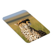 ケニアMasai Mara Cheetahサングラス マグネット (右側)