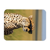 ケニアMasai Mara Cheetahサングラス マグネット (横)