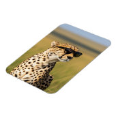 ケニアMasai Mara Cheetahサングラス マグネット (左側)