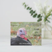 ケビン・ザ・ターキーより - コネチカット州オールドウェザースフィールド ポストカード (スタンド正面)