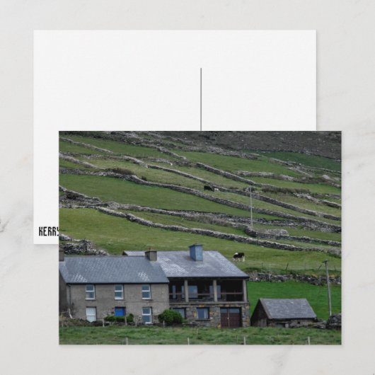 ケリー ポストカード (正面/裏面)