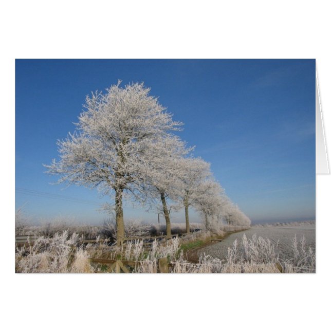 ケルソーの木 (正面横)