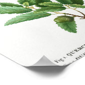 ケルメスオークケルカス疑似コクシフェラ1 Cork oak Q ポスター (角)