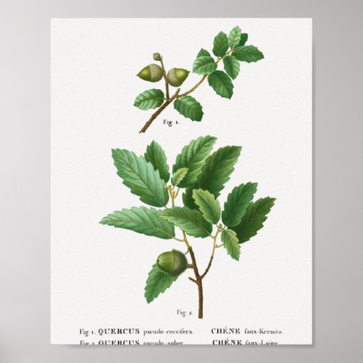 ケルメスオークケルカス疑似コクシフェラ1 Cork oak Q ポスター (正面)