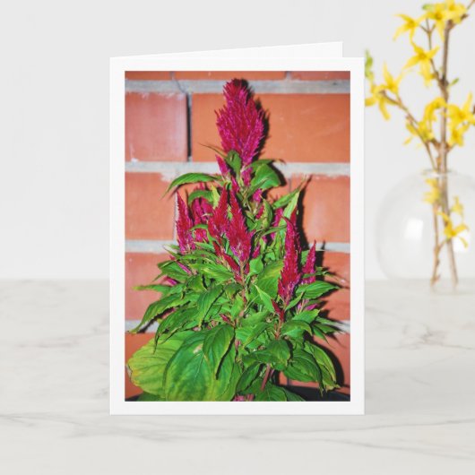 ケロシア アルゲンテア - ドラゴンの息吹 - 植物 カード (黄色い花)