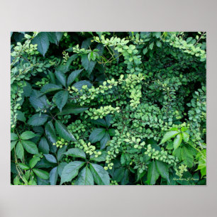 ケンの庭からの植物 ポスター