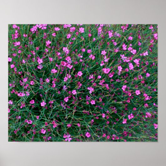 ケンの庭の植物 ポスター (正面)