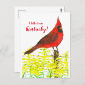 ケンタッキーからのゴージャスなカーディナル こんにちは ポストカード (正面/裏面)