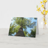 ケンタッキーの木 カード (黄色い花)