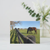 ケンタッキーサラウブレッズ ポストカード (スタンド正面)