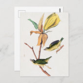 ケンタッキーフライを引くウォーブラーバードイラストレーション ポストカード (正面/裏面)