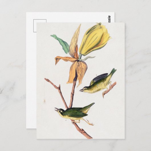 ケンタッキーフライを引くウォーブラーバードイラストレーション ポストカード (正面/裏面)