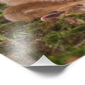 ケンタッキー州の2日間の古い白尾の鹿ベビー。 フォトプリント            (角)