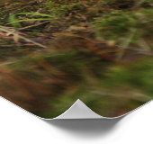 ケンタッキー州の2日間の古い白尾の鹿ベビー。 ポスター (角)