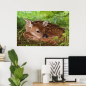 ケンタッキー州の2日間の古い白尾の鹿ベビー。 ポスター (ホームオフィス)