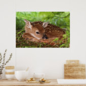 ケンタッキー州の2日間の古い白尾の鹿ベビー。 ポスター (キッチン)