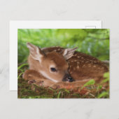 ケンタッキー州の2日間の古い白尾の鹿ベビー。 ポストカード (正面/裏面)