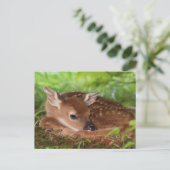 ケンタッキー州の2日間の古い白尾の鹿ベビー。 ポストカード (スタンド正面)