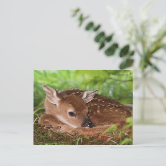 ケンタッキー州の2日間の古い白尾の鹿ベビー。 ポストカード (スタンド正面)