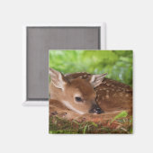 ケンタッキー州の2日間の古い白尾の鹿ベビー。 マグネット (正面/裏面)