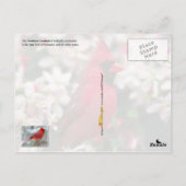 ケンタッキー州バードノーザン(鳥)ショウジョウコウカンチョウ ポストカード (裏面)