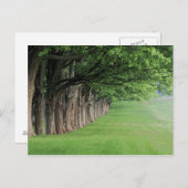 ケンタッキー州ルイビルの木々の堂々とした列。 ポストカード (正面/裏面)
