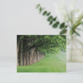 ケンタッキー州ルイビルの木々の堂々とした列。 ポストカード (スタンド正面)