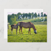 ケンタッキー葉書。馬の農場。 ポストカード (正面/裏面)