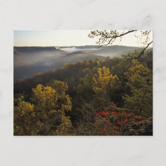 ケンタッキー·アメリカ。ダニエル·ブーン国有林。 ポストカード (正面)