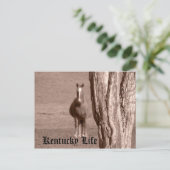 ケンタッキー・ライフ ポストカード (スタンド正面)