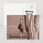 ケンタッキー・ライフ ポストカード (正面/裏面)