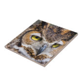 ケンダル郡、テキサス州。角素晴らしフクロウ タイル (側面)